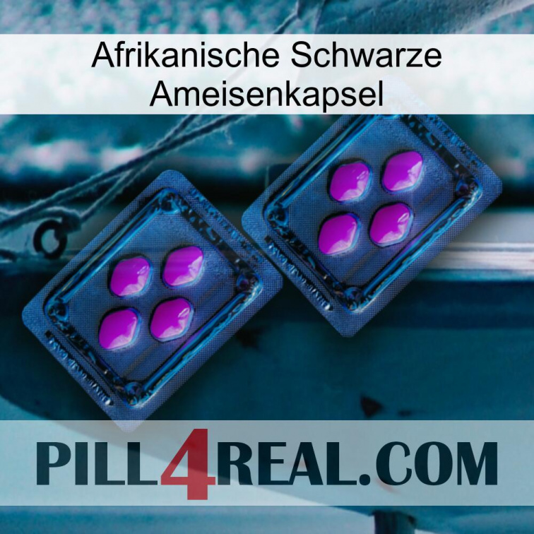 Africa Black Ant Capsule 03
